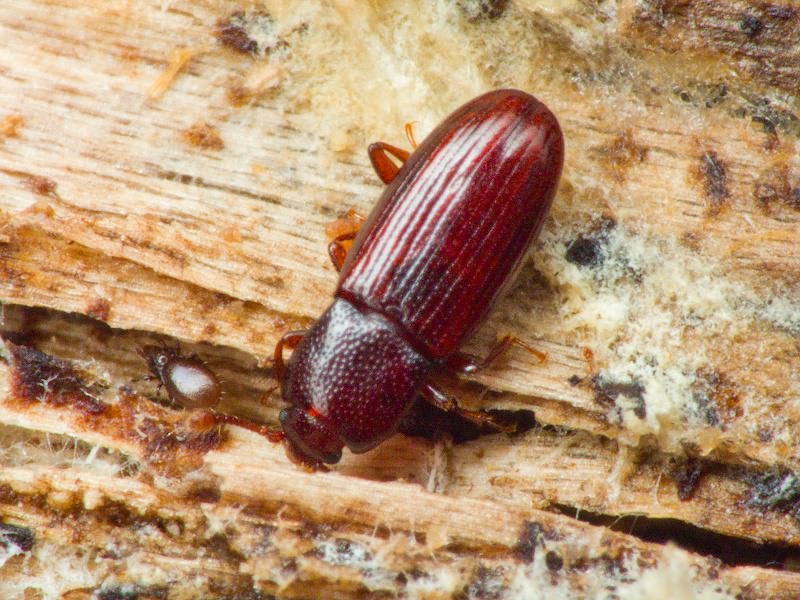 Cerylon ferrugineum Stephens, 1830